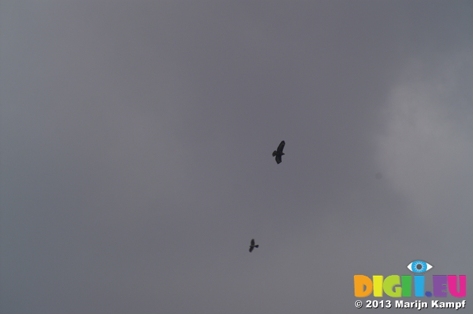 D7D00425 Buzzards circling